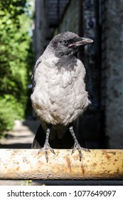Fluffy cute bird chicken of a gray crow closeup