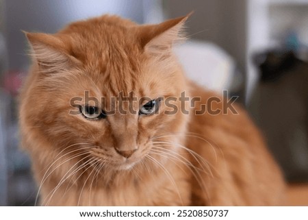 Fluffy cute cat staring intently