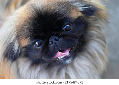 Fluffy Cute Dog, Red Pekingese Is Very Cute Stock