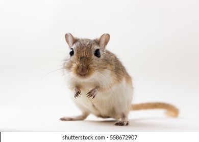 Cute animals  Fluffy-cute-rodent-gerbil-on-260nw-558672907