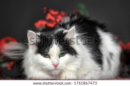 fluffy cute white with a black cat in the studio on a dark background lies