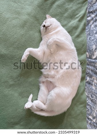 Fluffy and cute white cat sleeping belly up in bed