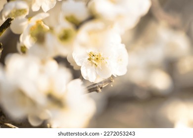 Fluffy and cute white plum blossoms in March - Powered by Shutterstock