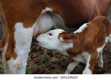 Fluffy Dairy Heifer And Baby Cattle Sucking Milk From Udder 