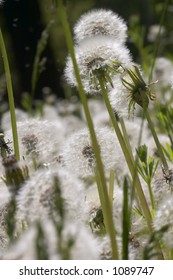 fluffy dandelion