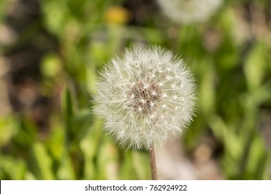 A Fluffy Dandelion