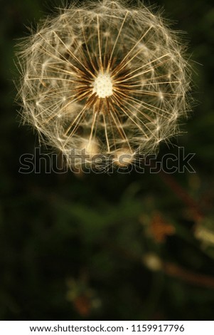 Similar – dandelion Life Harmonious