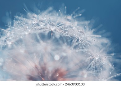 Fluffy dandelion with drops close-up on a blue background. Beautiful macro with dandelion. Selective focus - Powered by Shutterstock