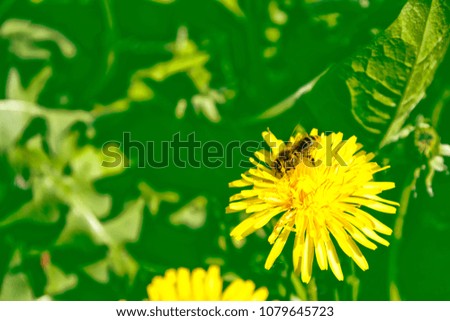 Similar – Image, Stock Photo wasp Plant Blossom Bud