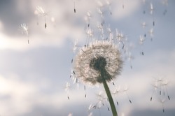 Fluffy Dandelion And Flying  Seeds On A Background Of Cloudy Sky.Summer Or Spring Natural Background.