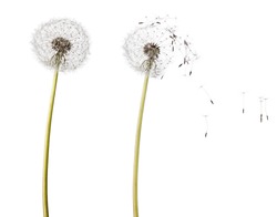 Fluffy Dandelion Head On Stalk And Flying Seeds Isolated On White Background