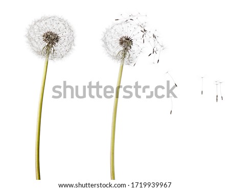 Fluffy dandelion head on stalk and flying seeds isolated on white background