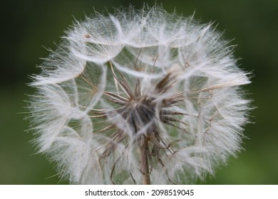 Fluffy dandelion on a green blurred background. High quality photo