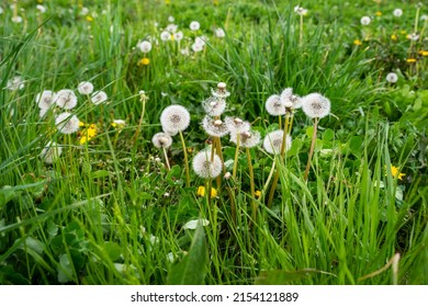 Fluffy Dandelions Gone To Seed In A Sunny Green Pasture Meadow With Tall Overgrown Grass. Dandelion Flower Seed Tufts, No People, With Copy Space.