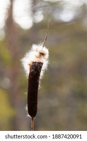 The fluffy dark brown flower spike of the common cattail (Typha latifolia) being blown away by the winds