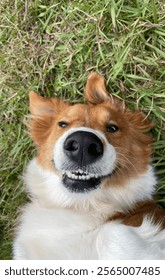 Fluffy dog being silly while playing