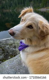 Fluffy dog looking back at camera next to lake