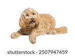 Fluffy dog is lying down, panting, and looking happy in front of a white background