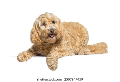 Fluffy dog is lying down, panting, and looking happy in front of a white background - Powered by Shutterstock