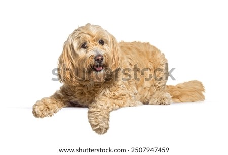 Fluffy dog is lying down, panting, and looking happy in front of a white background