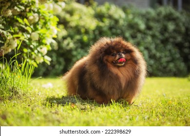 Fluffy Dog In The Park. Red Dog In The Grass