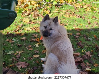 A Fluffy Dog Sitting On A Leaf Filled Lawn With Its Head Turned.