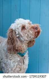 Fluffy Dog Sniffing The Air