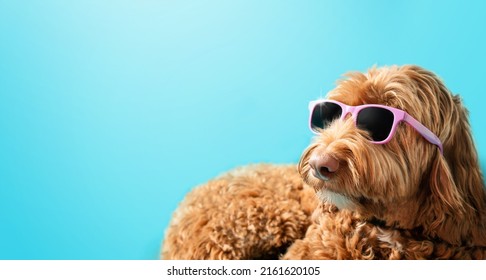 Fluffy dog with sunglasses on colored background. Cute female labradoodle dog lying sideways sunbathing while wearing pink glasses. Relaxed happy body language. Blue background. Selective focus.  - Shutterstock ID 2161620105