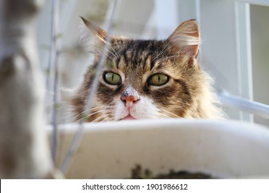 Chat Rigolo Images Photos Et Images Vectorielles De Stock Shutterstock