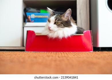 Fluffy Domestic Cat In The Red Shoe Box