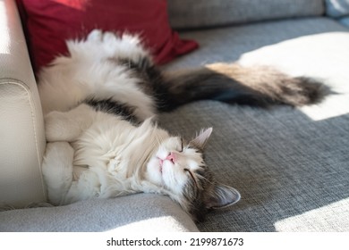 Fluffy Domestic Cat Relaxing On The Sofa