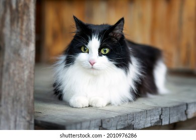 A Fluffy Domestic Cat Sits On The Porch Of A Country House In Summer. Pet Care, Pets, Lifestyle.