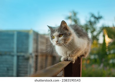 Fluffy emotional cat walking on the fence in the village. Young beautiful cat sits in the village of on the fence.