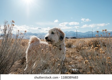 Fluffy Epic Dog Looking Back