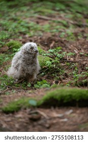Fluffy Eurasian Eagle-owl (Bubo bubo) owlet sitting on the mossy forest floor
