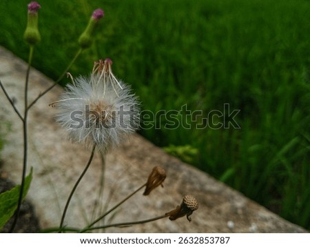 A fluffy false dandelion seed head stands out against a blurry green background, with developing buds nearby.