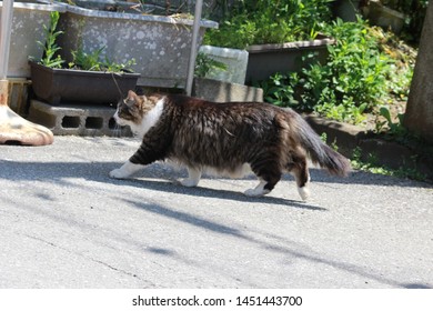 Fluffy fat cat with black and white colored fur walks across the road in a sunny day - Powered by Shutterstock