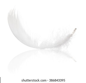 fluffy feather isolated on white background