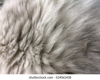 Fluffy Feline Closeup White Cat Feline Stock Photo 524062438 | Shutterstock