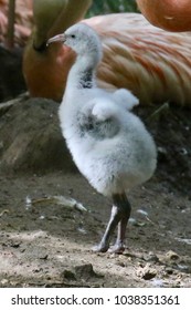 Fluffy Flamingo Chick Stretches Wings