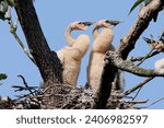 Fluffy Florida Anhinga Chicks in their Nest