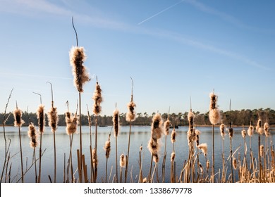 Fluffy flower spikes of Bulrush or  Typha latifolia plants against a bright blue sky with contrails in the Dutch winter season. The plants grow at the banks of a small lake.