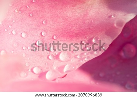 Fluffy flowers background. Spring flowers concept. For design. Nature. Spring background