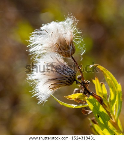 Similar – Image, Stock Photo I wither Plant Summer