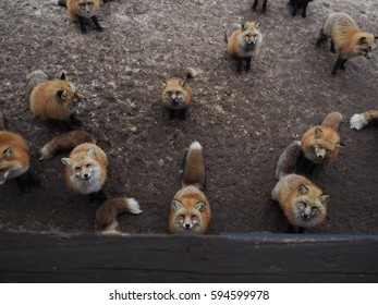 Fluffy Fox, Fox And Snow, Miyagi Zao Fox Village,sensai
