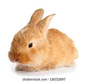 Fluffy Foxy Rabbit Isolated On White Stock Photo 130723097 | Shutterstock