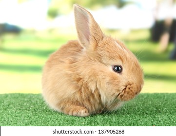 Fluffy foxy rabbit on grass in park