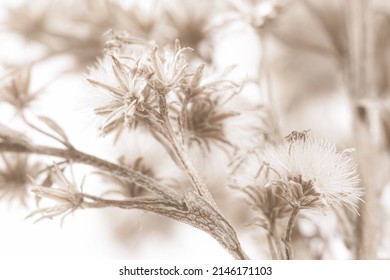 Fluffy fragile star shape flowers with branch on light blur natural background soft mist effect macro - Powered by Shutterstock