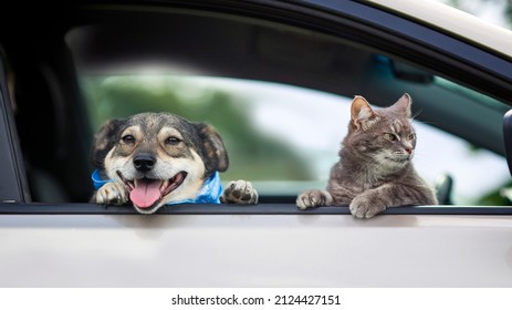 Fluffy Friends Cat And A Cheerful Dog Look Out Of The Window Of A Passing Car