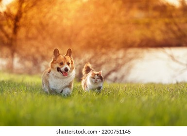 fluffy friends a cat and a corgi dog run merrily and quickly through a blooming meadow on a sunny day - Shutterstock ID 2200751145